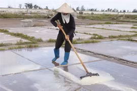 Diêm dân trên cánh đồng muối. (Nguồn: TTXVN)