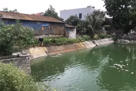 Anh Nguyễn Văn Thượng vớt cá chết ở ao nuôi của gia đình. (Ảnh: Tiến Vĩnh/TTXVN)