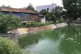Anh Nguyễn Văn Thượng vớt cá chết ở ao nuôi của gia đình. (Ảnh: Tiến Vĩnh/TTXVN)