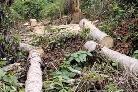 Hiện trường một vụ phá rừng. (Nguồn: TTXVN)
