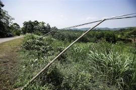 Hiện nay, nhiều vị trí tại các tuyến đường liên xã từ Phú Lương, Gia Mô, Lỗ Sơn..., hàng loạt 'cột điện tre' đổ xuống ven đường gây nguy hiểm cho người và phương tiện tham gia giao thông. (Ảnh: Trọng Đạt/TTXVN)