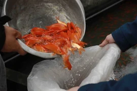 Cá chép đỏ được đóng vào bao chuẩn bị cung cấp ra thị trường. (Ảnh: Vũ Sinh/TTXVN)