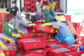 Trung bình mỗi tàu khai thác đạt từ 7-10 tấn cá một chuyến biển, có tàu trúng 20 tấn/chuyến. (Ảnh: Phạm Cường/TTXVN)