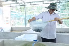 Anh Trần Tấn Giang kiểm tra sinh trưởng của lươn. (Ảnh: Hoàng Nhị/TTXVN)