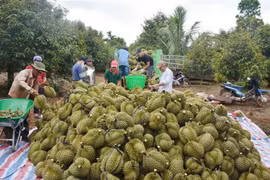 Thu mua sầu riêng tại nhà vườn ở thị xã Buôn Hồ, tỉnh Đắk Lắk. (Ảnh: Hoài Thu/TTXVN)
