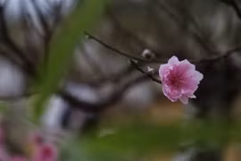 Ảnh minh họa. (Nguồn: TTXVN)