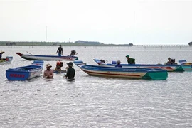 Khai thác nghêu ở Cà Mau. (Ảnh minh họa. Nguồn: TTXVN)