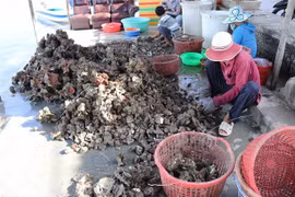 Phân loại hàu sau khi thu hoạch. (Ảnh: Nguyễn Thành/TTXVN)
