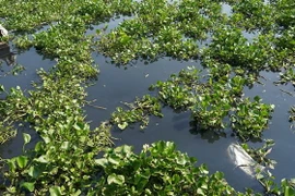 Nước sông Vàm Cỏ Đông ô nhiễm nặng. (Ảnh: Thanh Tân/TTXVN)
