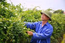 Người dân xã Hải Lộc (Hải Hậu, Nam Định) phát triển mô hình trồng cây dây thìa canh. Thân và lá của cây dây thìa canh là thành phần chính để điều chế viên uống DIABETNA - có công dụng hạ đường huyết, kiểm soát đường huyết, phòng và hỗ trợ điều trị bệnh đ