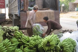 Ảnh chỉ có tính minh họa. (Ảnh: Quang Đán/TTXVN)