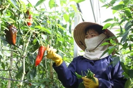 Trồng rau, củ, quả theo tiêu chuẩn VietGAP tại công ty Dalat G.A.P. (Ảnh: Phương Vy/TTXVN)