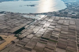 Lũ “thổi bay” vựa rau lớn nhất Hà Nội, nhiều nơi chưa thể trồng lại dù nước rút