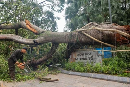 Hà Nội: Tiếp tục khẩn trương dọn dẹp cây xanh bị đổ sau siêu bão Yagi