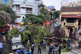 Hiện trường cây đổ khiến 2 người bị thương. (Ảnh: PV/Vietnam+)