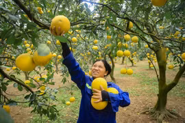 Người dân Thủ đô tất bật thu hoạch giống bưởi đặc sản phục vụ Tết Nguyên đán