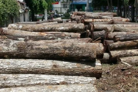 Hai cán bộ kiểm lâm nhận án tù 12 năm tù vì tội nhận hối lộ