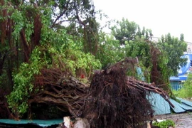 (Ảnh minh họa: Quốc Việt/TTXVN)