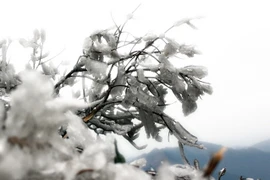 Các tỉnh Bắc Bộ rét đậm, rét hại, vùng cao xuất hiện băng giá