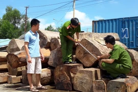 Số gỗ tang vật tại cơ quan điều tra. (Ảnh: Ngọc Minh/ TTXVN)