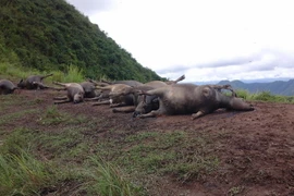 Đàn trâu bị sét đánh chết. (Ảnh: Đỗ Bình/Vietnam+)