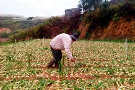 Mưa đá đầu mùa kèm theo gió lốc gây thiệt hại lớn tại Đà Lạt