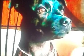 Chú chó Beau đã bị hành hạ đến chết. (Nguồn: ​Telegraph)