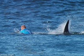 Mick Fanning thoát chết thần kỳ trước hàm cá mập. (Nguồn: AFP/Getty Images)