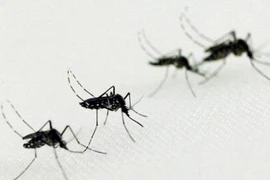 Hy vọng mới tìm ra phương thức điều trị sốt xuất huyết hiệu quả