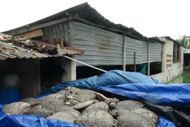 Rùa biển khô cất giữ trong các kho tại cơ sở chăn nuôi lợn. (Ảnh: Nguyên Lý/TTXVN)