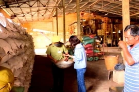 Lực lượng chức năng kiểm tra kho hồ tiêu Công ty sản xuất-thương mại Thảo Dung. (Ảnh: Dương Chí Tưởng/TTXVN)