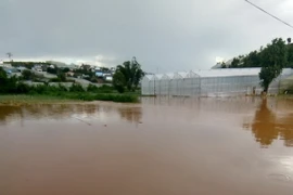 Khu vực chuyên trồng rau, củ đã bị ngập úng 10ha. (Ảnh: Đặng Tuấn/Vietnam+)