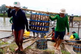 Thu hoạch cá tra ở quận Thốt Nốt, thành phố Cần Thơ. Ảnh: Thanh Liêm - TTXVN 