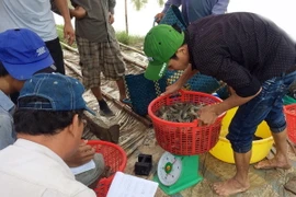 Giá tôm thẻ giảm mạnh nhất trong ba năm gần đây. (Ảnh: Thế Anh/TTXVN)