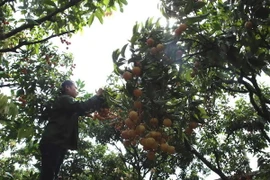 Thu hoạch vải thiều. (Ảnh: Vũ Sinh/TTXVN)