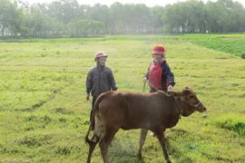 Ảnh chỉ có tính minh họa. (Ảnh: Võ Dung/TTXVN)