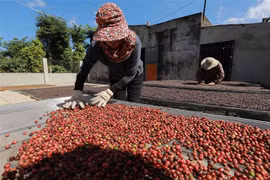 Phơi càphê đạt chuẩn ở Công ty TNHH Sản xuất và Thương mại Vương Thành Công ở thành phố Buôn Ma Thuột, tỉnh Đắk Lắk. (Ảnh: Vũ Sinh/TTXVN)