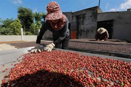 Phơi càphê đạt chuẩn ở Công ty TNHH Sản xuất và Thương mại Vương Thành Công ở thành phố Buôn Ma Thuột, tỉnh Đắk Lắk. (Ảnh: Vũ Sinh/TTXVN)