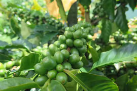 Càphê xứ lạnh Arabica tại Kon Tum được đánh giá cao về chất lượng, mang lại giá trị kinh tế cho người trồng. (Ảnh: Dư Toán/TTXVN)