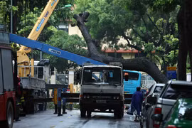 Lực lượng chức năng dùng xe cẩu tiến hành di dời cây xanh đổ vào xe buýt trên phố Tăng Bạt Hổ. (Ảnh: Phạm Kiên/TTXVN)
