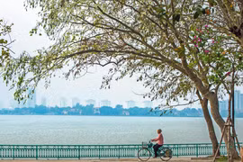 Hoa sưa ven Hồ Tây. (Ảnh: Trọng Đạt/TTXVN)