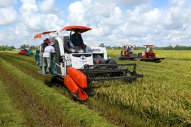 Đồng bằng sông Cửu Long thu hoạch 320.000ha lúa chạy lũ