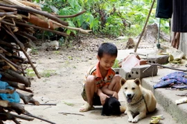 Cảnh báo nguy cơ bùng phát bệnh dại trên đàn chó tại Nam Định