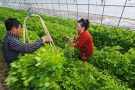 Ngành nông nghiệp Trung Quốc chứng kiến làn sóng sáp nhập