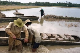 Bất chấp lệnh cấm, nông dân vẫn ngang nhiên bán đất sét ruộng lúa