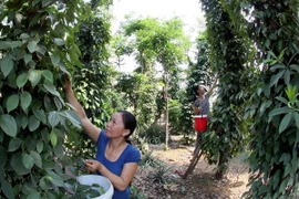 12,1 triệu USD thực hiện dự án giảm nghèo vùng cao Quảng Nam