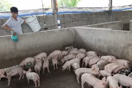 Kỹ thuật chăn nuôi lợn thịt sạch bằng men ủ vi sinh