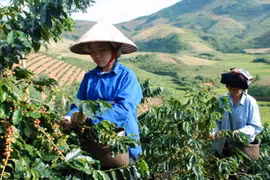 "Đại bản doanh" chiến dịch Điện Biên Phủ giàu lên từ càphê