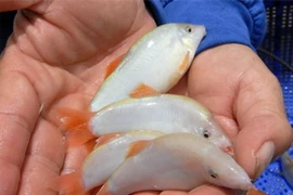 Nghiên cứu thành công kỹ thuật sản xuất giống cá heo