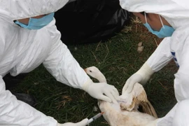 Bắc Ninh khẩn trương dập dịch cúm gia cầm H5N1